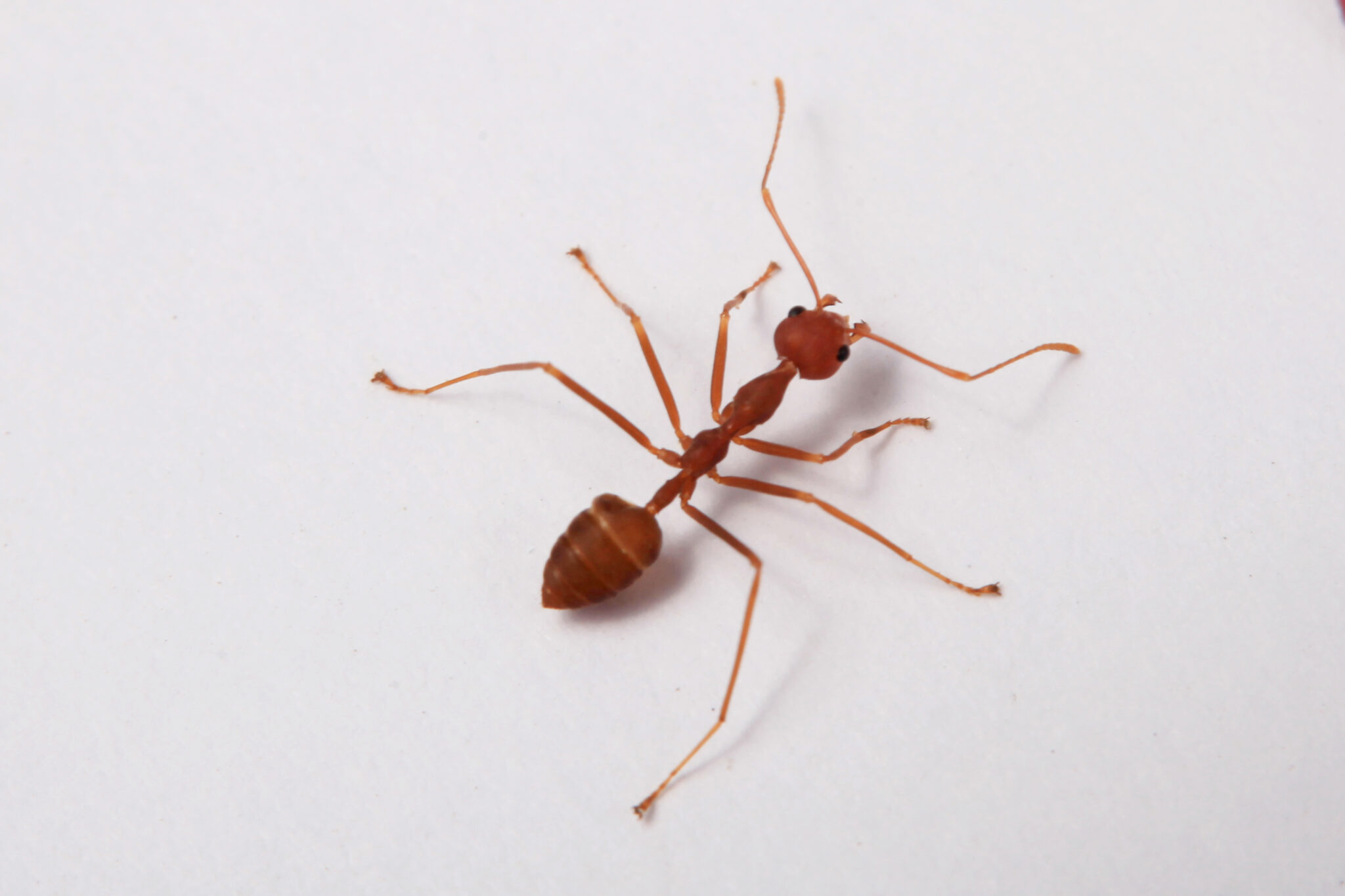 Red ant on a white background, close-up, macro. Neighborhood Fire Ants Control