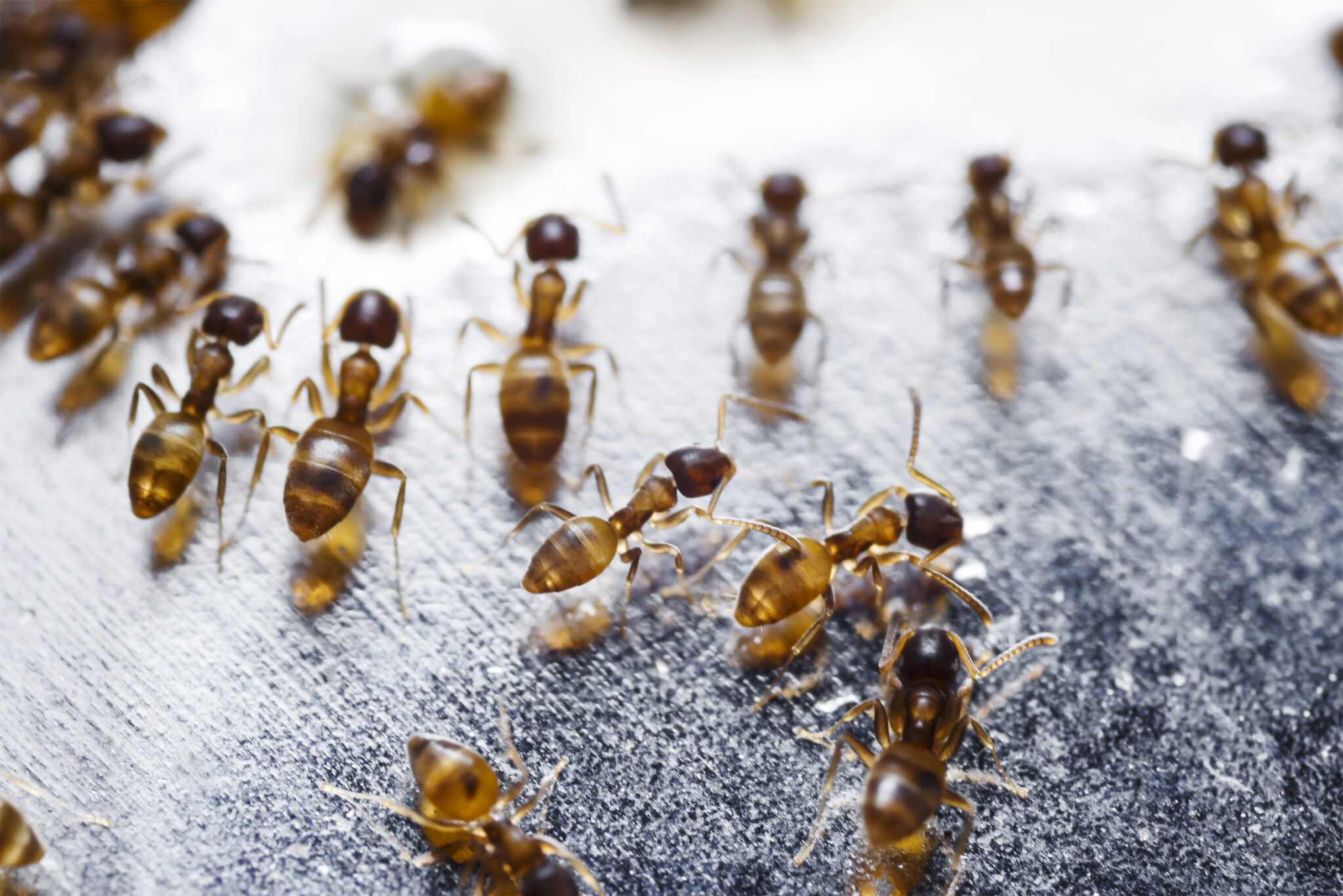 Close up of red imported fire ants (Solenopsis invicta) Neighborhood Fire Ants Control