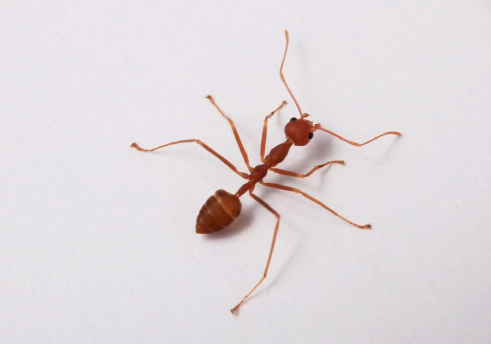 Neighborhood Fire Ants Control