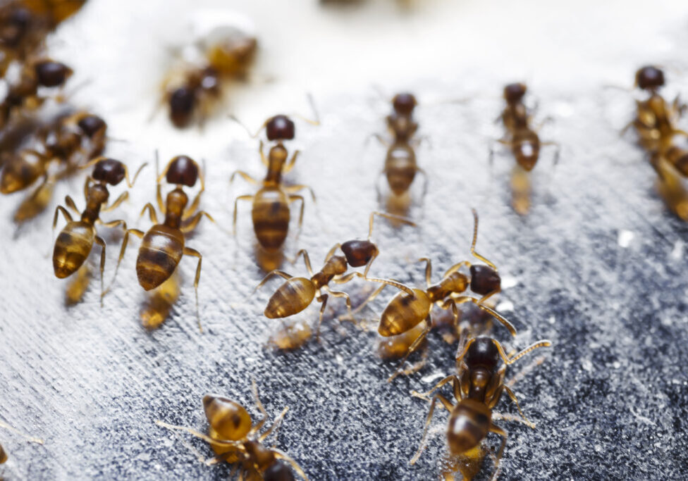 Neighborhood Fire Ants Control